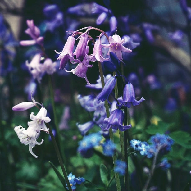 Bluebell Woods - Recycled Wax Melts in Assorted Shapes (3x)